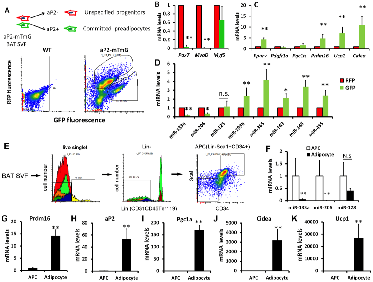 Bi Lab - miR-133a regulates adipocyte browning in vivo