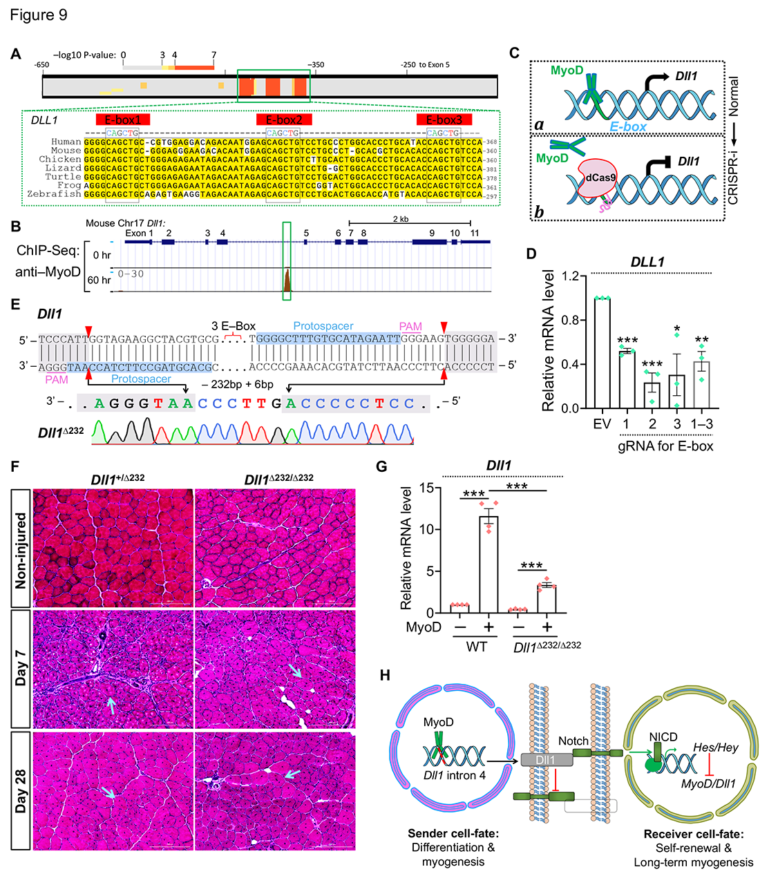 Feedback regulation of Notch signaling and myogenesis connected by MyoD–Dll1 axis.