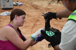 Amanda Holland, a University of Georgia Warnell School of Forestry and Natural Resources graduate student, helps tag a vulture.