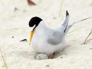 A least tern checks her two eggs on the beach in Gulfport, Miss., Saturday, May 1, 2010. Environmentalists are concerned that the approaching oil slick will destroy this generation of the bird that nests along the Gulf coast beaches as part of it's migratory journey. (AP Photo/Dave Martin)