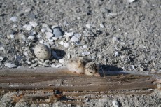 A least tern chick moves away from an unhatched sibling egg on Andrews Island, Georgia. (Credit: Angela H. Lindell/SREL)