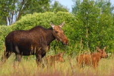 A family of moose roams free in the Chernobyl Exclusion Zone. (Credit: Valeriy Yurko/Polessye State Radioecological Reserve)