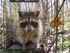 A captured raccoon peers out of the trap before being tested for the presence of placebo bait. (Credit: James C. Beasley)