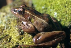 The southern leopard frog population is more tolerant of copper contamination than the southern toad, but both species are in danger from both climate change and copper contamination, according to a study from the University of Georgia's Savannah River Ecology Laboratory. (Credit: David E. Scott/University of Georgia)