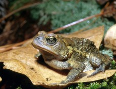 The southern toad population is in danger from both climate change and copper contamination, according to a study from the University of Georgia's Savannah River Ecology Laboratory. (Credit: David E. Scott/UGA)