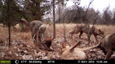 A pack of wolves visits a scent station in the Chernobyl Exclusion Zone. The photograph was taken by one of the remote camera stations and was triggered by the wolves' movement. (Credit: National Geographic/Jim Beasley/Sarah Webster)
