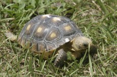 This gopher tortoise hatched in 2014 and was raised through the winter as part of a conservation strategy to boost population 