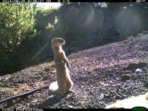A mongoose basking in the sunlight at the "scrub" site in Hawaii Volcanoes National Park. Credit: Erin F. Abernethy 