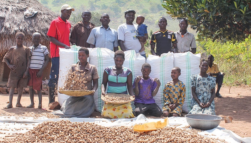 David Okello has dedicated much of his professional career to the development of new peanut varieties that are drought-tolerant and pest-resistant. Thanks largely to his help, small-scale farmers like this family in Uganda are making peanuts a profitable crop.