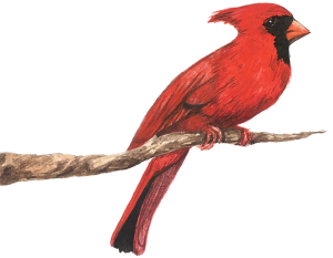 dont-feed-bird