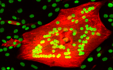 Bi Lab - Genetic Basis of Muscle Cell Fusion