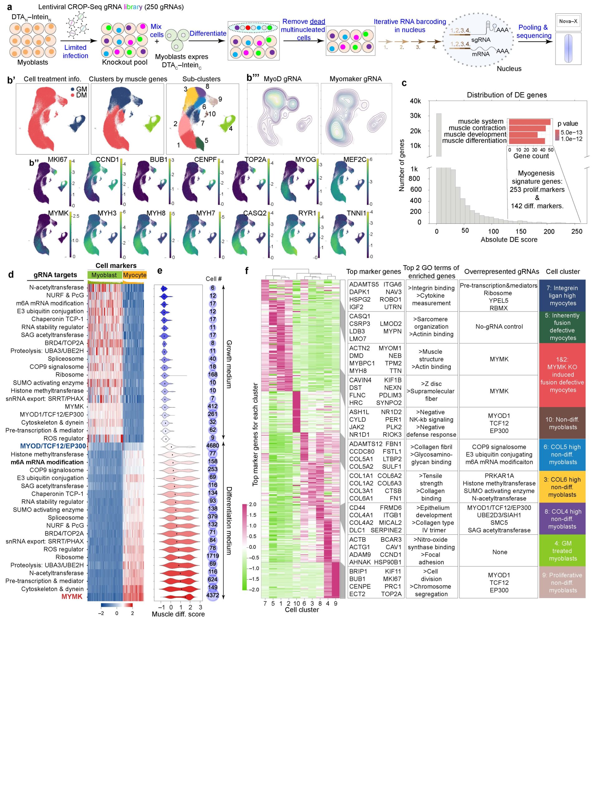 A scientific figure designed for publications, showing experimental workflow, cell marker distributions, gene expression heatmaps, and statistical data on gene distribution across cell clusters in a CRISPR knock-out study.