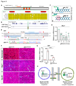 Figure with multiple panels showing gene editing and expression analysis of DLL1, including sequence alignment, ChIP-Seq data, statistical graphs, histology images, and mechanistic diagrams.