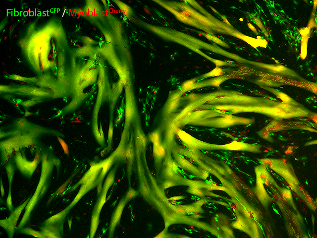 Fluorescence microscopy image showing green fibroblasts and red myoblasts intertwined on a dark background.