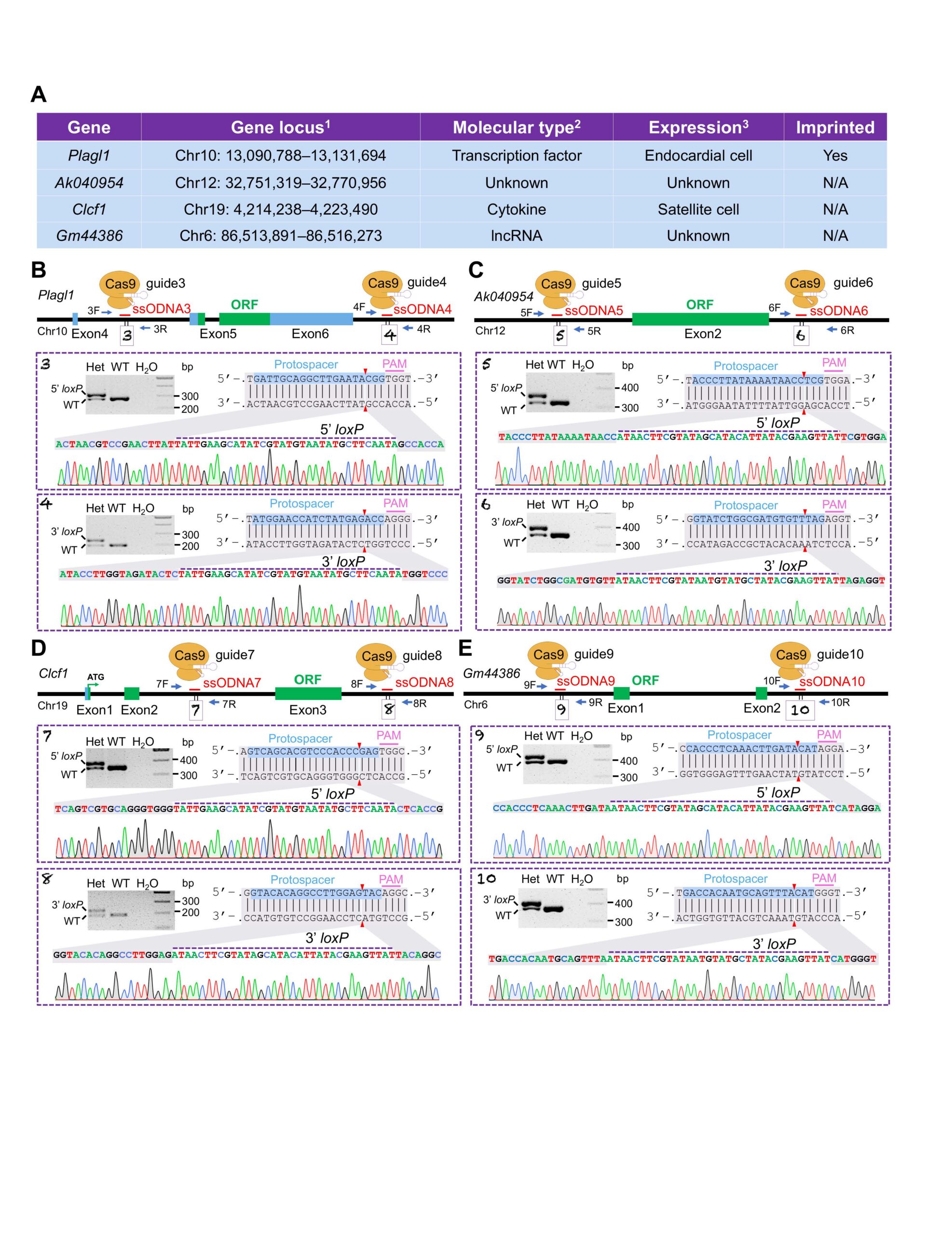 Table of gene data above four panels showing gene editing results, DNA sequences, and chromatograms for wild-type and edited alleles.